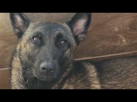 June 24th 3 day-old Belgium  Malinois  puppies 