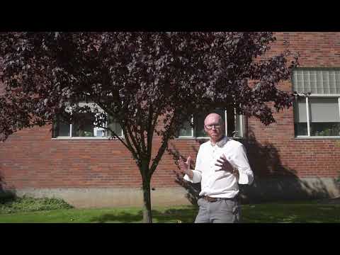 Video: Kas ir purpura lapu plūme: uzziniet par purpura lapu plūmju koku audzēšanu