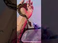 Baby ball python 🐍 #ballpython #snake #pet #reptile