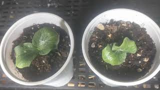 Giant Aquaponic Pumpkin Update 5