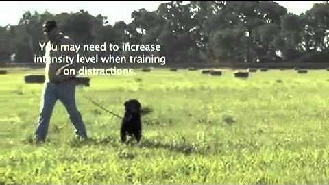 CanadaPets Video Series - The 