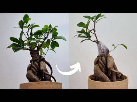 Dead wood /Tree Rot Removal Ficus Ginseng (short version )
