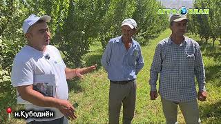 картинка: ☝️Тайёрӣ ба зимистон дар боғ🌳 Ҳосили баланд ва босифат мехоҳед? Ҳоло вақти он аст 🍎🍐🍑🍏#agroolamtj 