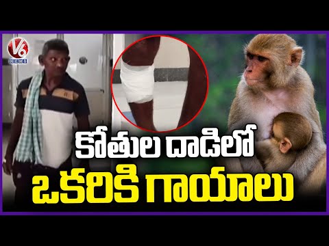 Monkey Attack On Man In Shankarpattanam | V6  News - V6NEWSTELUGU