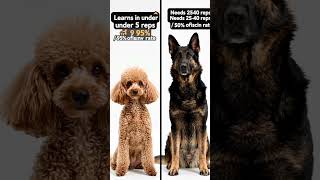 Toy Poodle Intelligence: Why This Small Dog Ranks #2 In The World