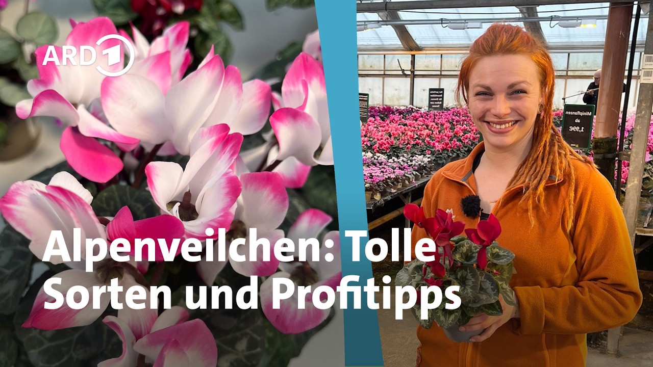Alpenveilchen: Mit diesen Tipps blühen die Blumen lange | MDR Garten