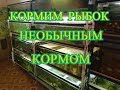 #Аквариум#Кормим рыбок не обычный кормом#