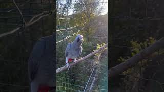 Papagaio do Congo #papagaio #alex #congo #avesexóticas #pets #avesdobrasil #periquitos #animais