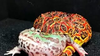 Frog Eat - Pacman Frog Vs Pacman Frog Live Feeding