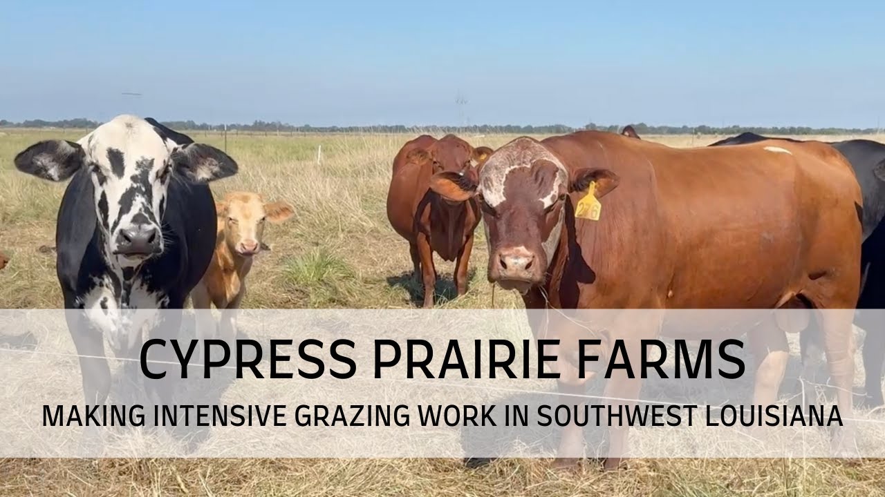 Фермы Cypress Prairie: Как эффективно использовать интенсивный выпас скота на юго-западе Луизианы