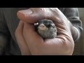 Bat and sparrow  fledermaus und spatz  tier rettung mit wildtierhilfemv   part 5