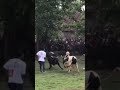 Bull ورزا Animals Varzajang Boxing گیلان Cow ورزاجنگ Trending 