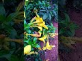 beaitiful flower