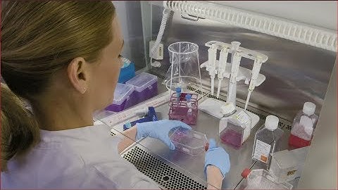 Our innovations stem from the forest (with subtitles)