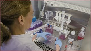 Our innovations stem from the forest (with subtitles)