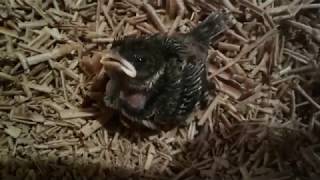 Птенец воробья живёт у нас дома. Луни 7 дней. Птенец воробья живёт у нас дома. Луни 7 дней.