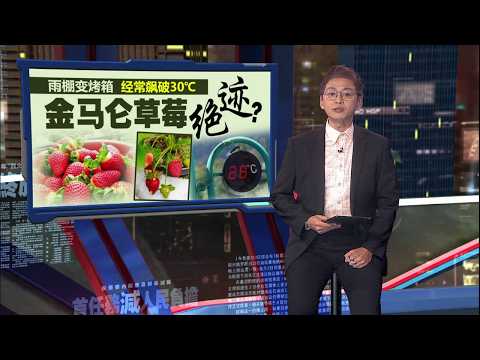 金马仑草莓要绝种了? 雨棚飙30°C热到罢工! 农夫求助碰壁自嘲“变科学家” | 新闻报报看 20/09/2026