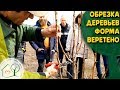 Обрезка деревьев Форма Веретено и Чаша (груша, яблоня, персик)