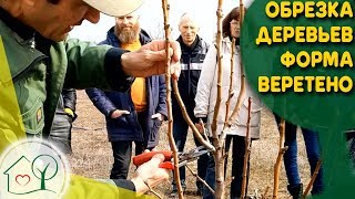 Обрезка деревьев Форма Веретено и Чаша (груша, яблоня, персик)