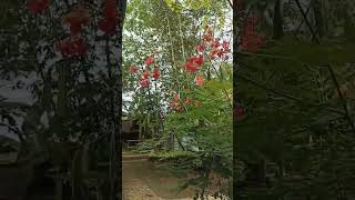 Sibukaw herbal plant