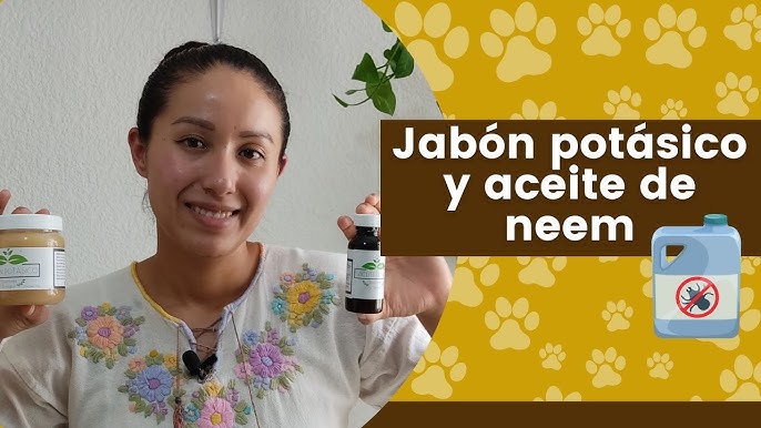 Set Jabón Potasico y Aceite de Neem Spray 2x500ML INCLUYE PULVERIZADOR -  Actúa por Contacto, Mejora Defensa de Las Plantas, 100% Natural, Pulgón,  Mosca Blanca, Araña Roja, Cochinilla, Citricos, BIO: : Jardín