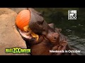 Hippos fiona and elephants get pumpkins to kickoff hallzooween  cincinnati zoo