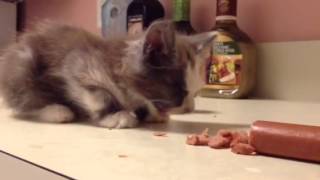 Tiny Pussy Devours Meaty Weiner