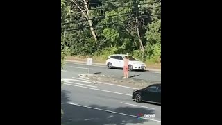 Man helps koala cross busy highway