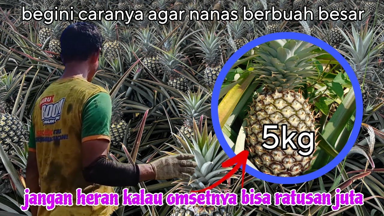 CARA MERAWAT NANAS BOGOR DARI NOL SAMPAI BERBUAH,DIJAMIN TIDAK GAGAL BUAH