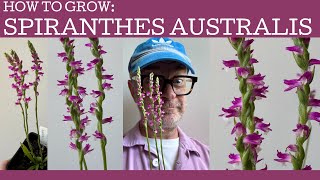 How to grow: Spiranthes australis