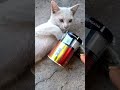 #kucing dan kalemg miliknya