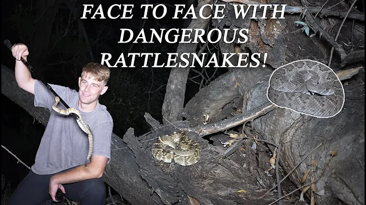 Face to Face with DANGEROUS Rattlesnakes! Herping in Arizona!