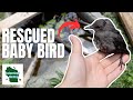 Wildlife Rescue: Saving a Baby Starling from Certain Death