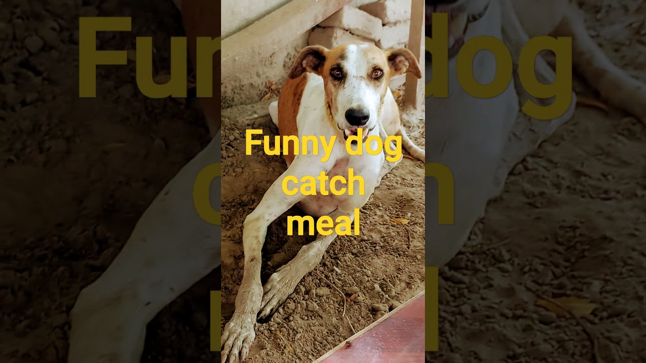 Funny dog, wildlife animals of sindh,