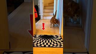 These Cats Got Confused by a 3D Floor Mat 🐈😇 #cat #catshorts
