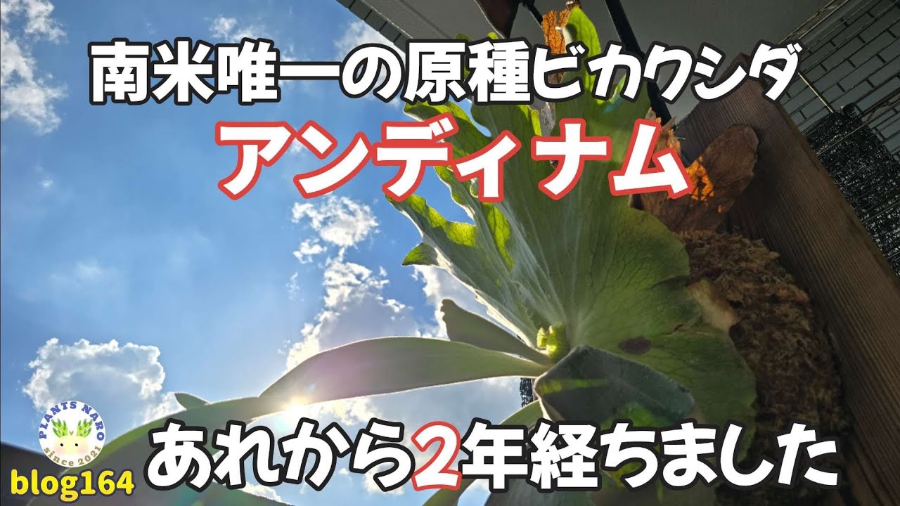 ビカクシダ アンディナム 楽天市場】『ビカクシダ アンディナム』コウモリラン 原種 レア品種