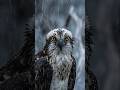 Osprey in Rain 🦅 Bird of Prey Caught in a Storm
