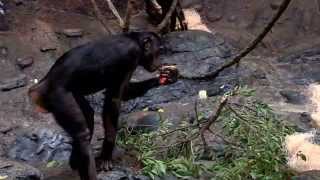 Bonobo Super Group Together Cincinnati Zoo
