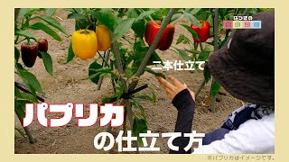 【図解付き】家庭菜園でのパプリカ栽培 - 一緒に始めよう！