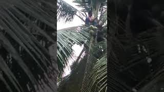 Detik detik orang jatuh di pohon kelapa ..