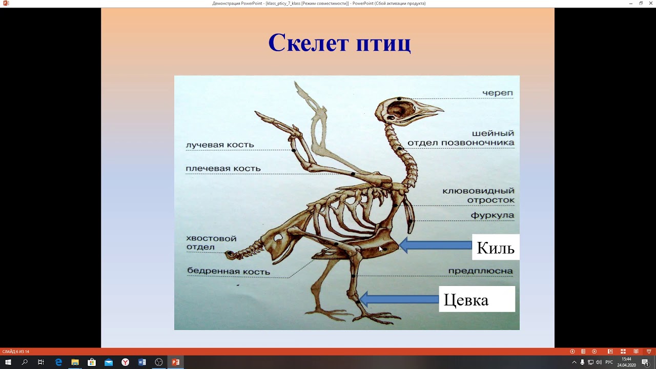 Цевка хордовые. Скелет птицы цевка. Строение цевка у птиц. Строение скелета птицы 7 класс биология.