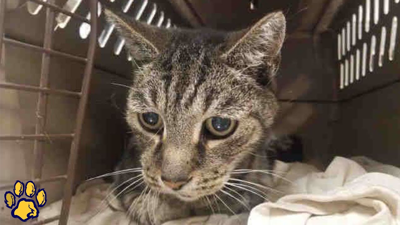 19-летний кот лапал хозяина, которого не видел 7 лет!