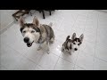 What a Day in The Life of a Husky Puppy and His Dad Looks Like!