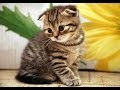 Animal Planet  : Cats 101 ~ Scottish Fold の動画、YouTube動画。