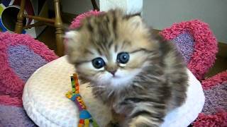 Cute Persian kitten, India, againshe can't help herself  07.28.11