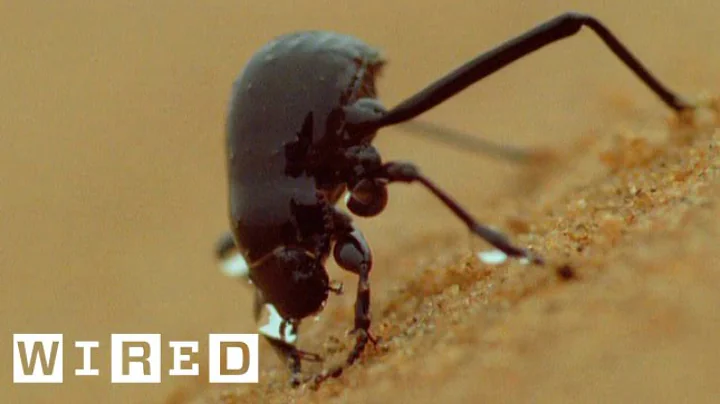Can Namib Desert Beetles Help Us Solve Our Drought Problems? | Think Like a Tree - DayDayNews