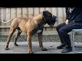 Muzzle Training - Freeshaping with a Boerboel