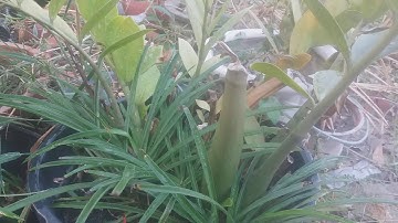 Cây phong thủy - cây cầu tài - cây gọi khách - cây ngải nàng sắc - cây chiêu tài , Cây phong thủy