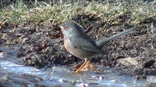 Curruca rabilarga (Curruca undata) Dartford Warbler