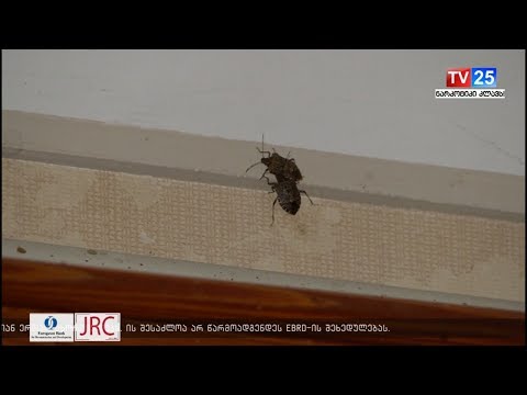 აზიური ფაროსანას წინააღმდეგ აპრილი-ოქტომბრის თვეში მნიშვნელოვანი ღონისძიებები გატარდა -სეს